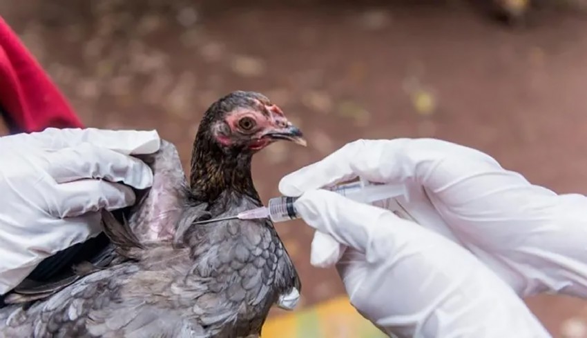 Aufgrund der Vogelgrippe wurde die Alarmstufe in Frankreich auf die höchste Stufe angehoben